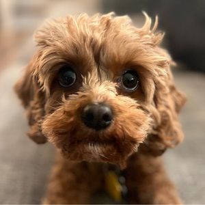 Meet your Posher, Drew